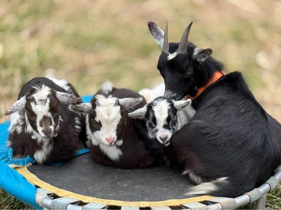Goats playing around a trampoline at Harper Farm.
